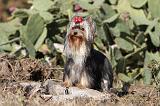 YORKSHIRE TERRIER 222